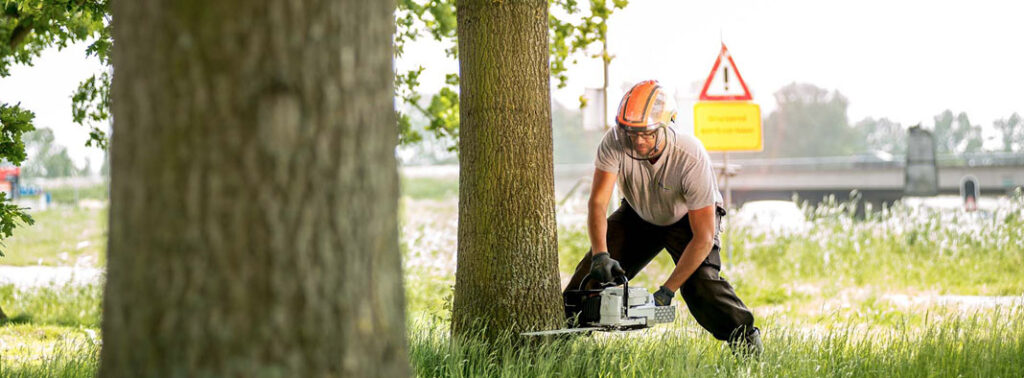 European tree worker opleiding boomverzorger european treeworker ETW