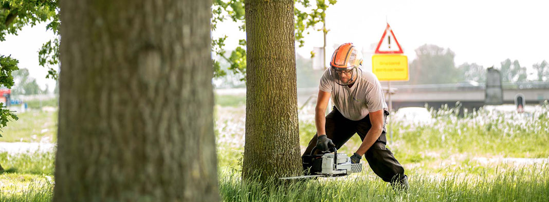 boomverzorger opleiding european treeworker